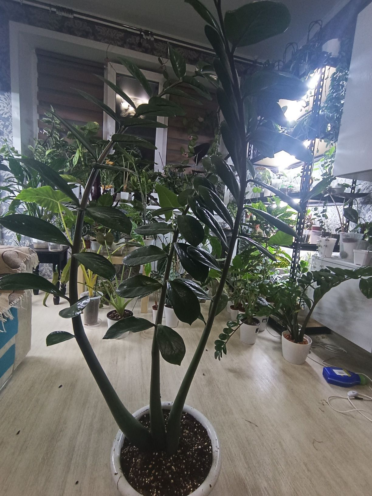 Продам Замиокулькас