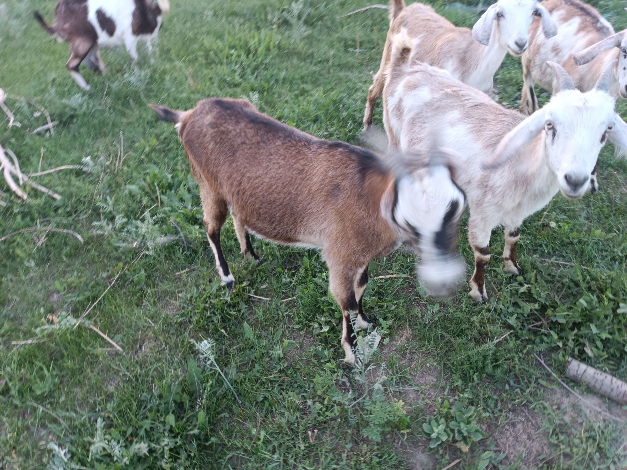 Продам козу молочной линии.