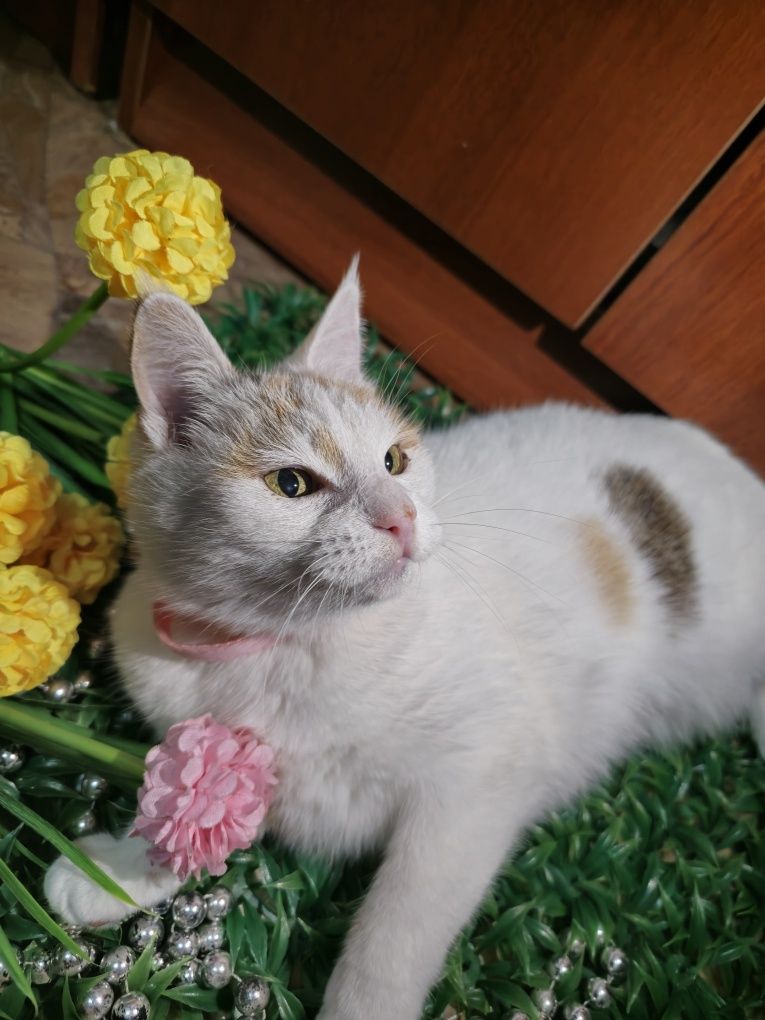 Снежана шикарная кошка