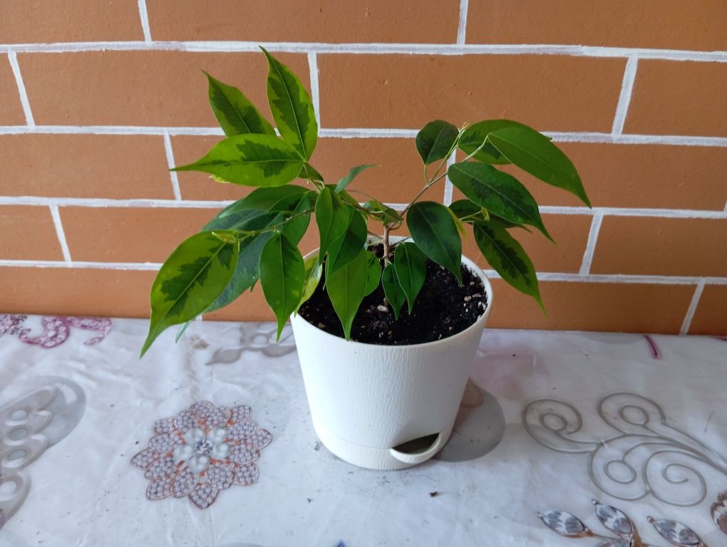 Комнатные растения