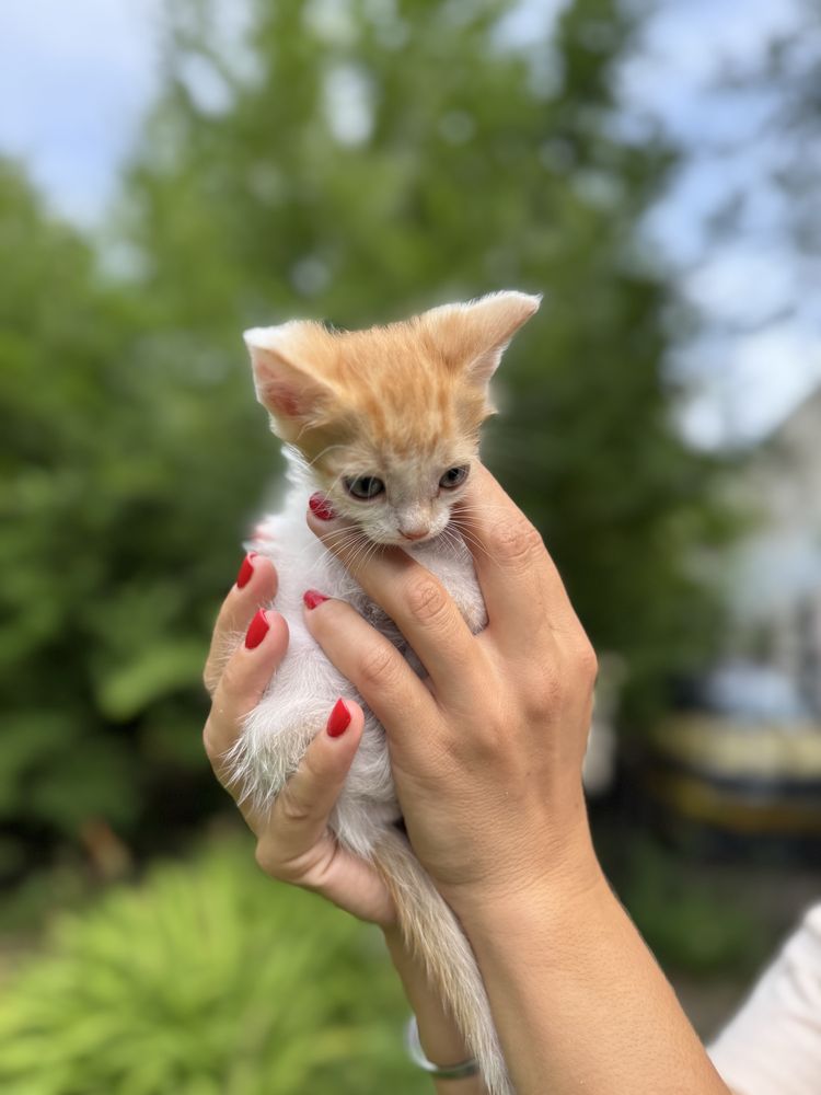 Котенок в добрые руки!