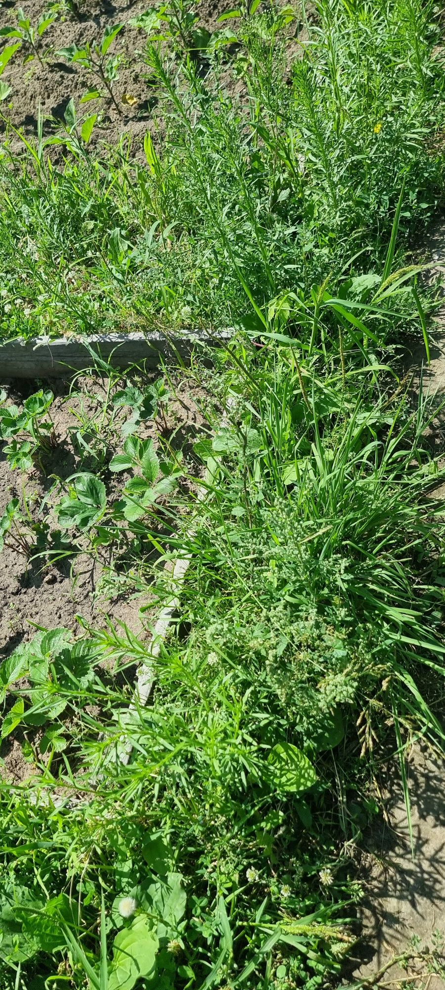 Продам дачу .Сад Здоровье.