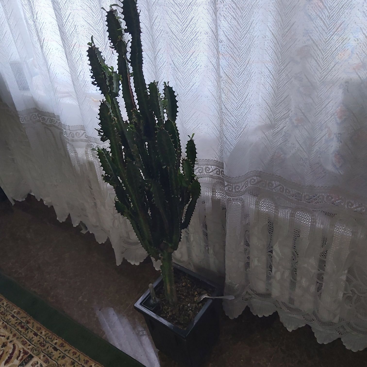 Кактус комнатный