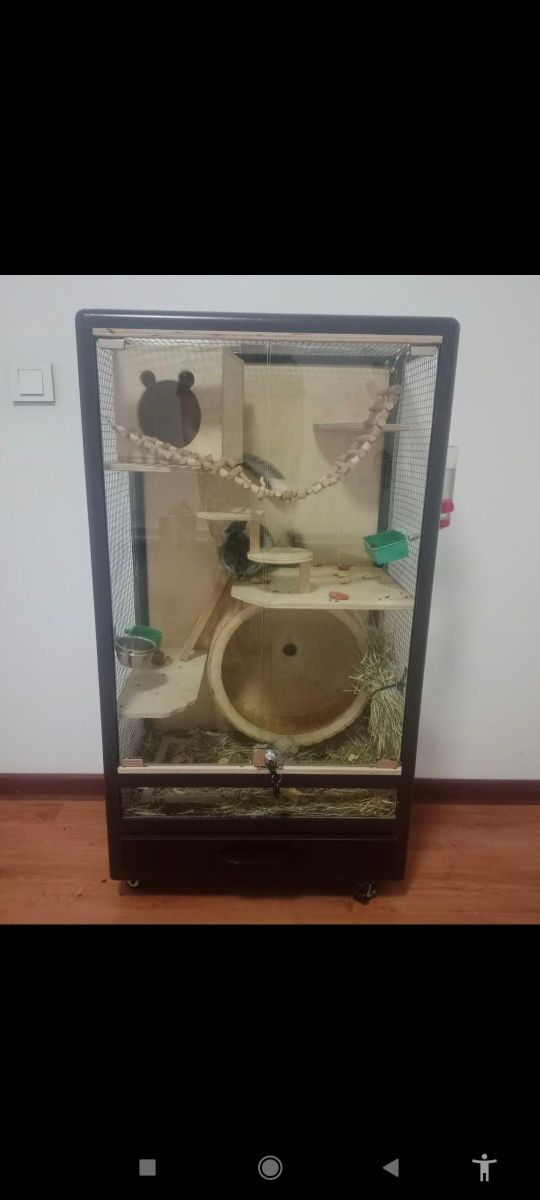 Продам пару ручных шиншил