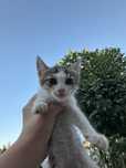 Отдам котят в хорошие руки