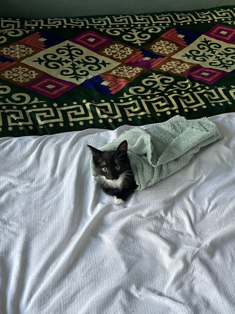 отдам в хорошие руки.