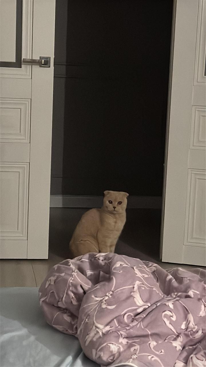 Отдам кота в добрые руки