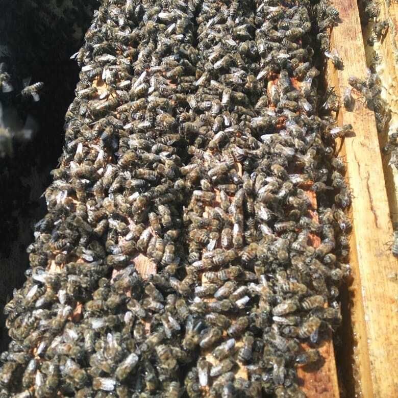 Продам натуральный, настоящий мёд, прополис