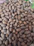 Лотосы очень быстро растут продаю по 5/10/20шт