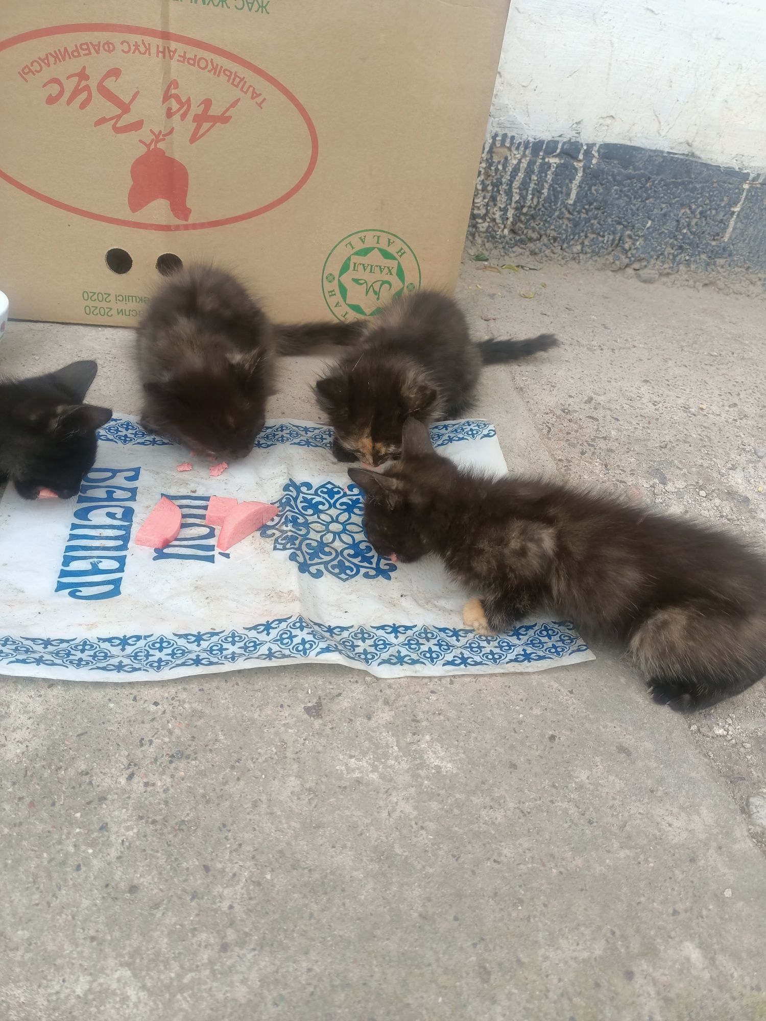 Кошки бесплатноо