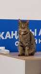 Отдам кошечку в хорошие руки.