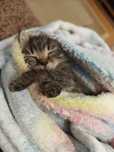 Отдам шотланских котят вислоухие