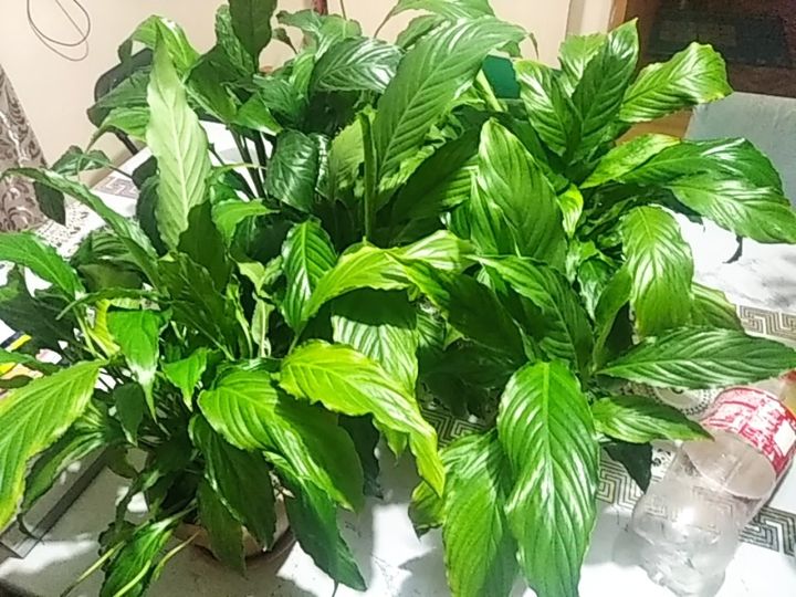 Женское счастье, 6шт, большие.