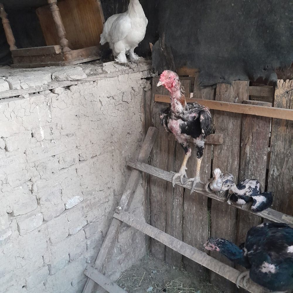 Продам дакана дакан