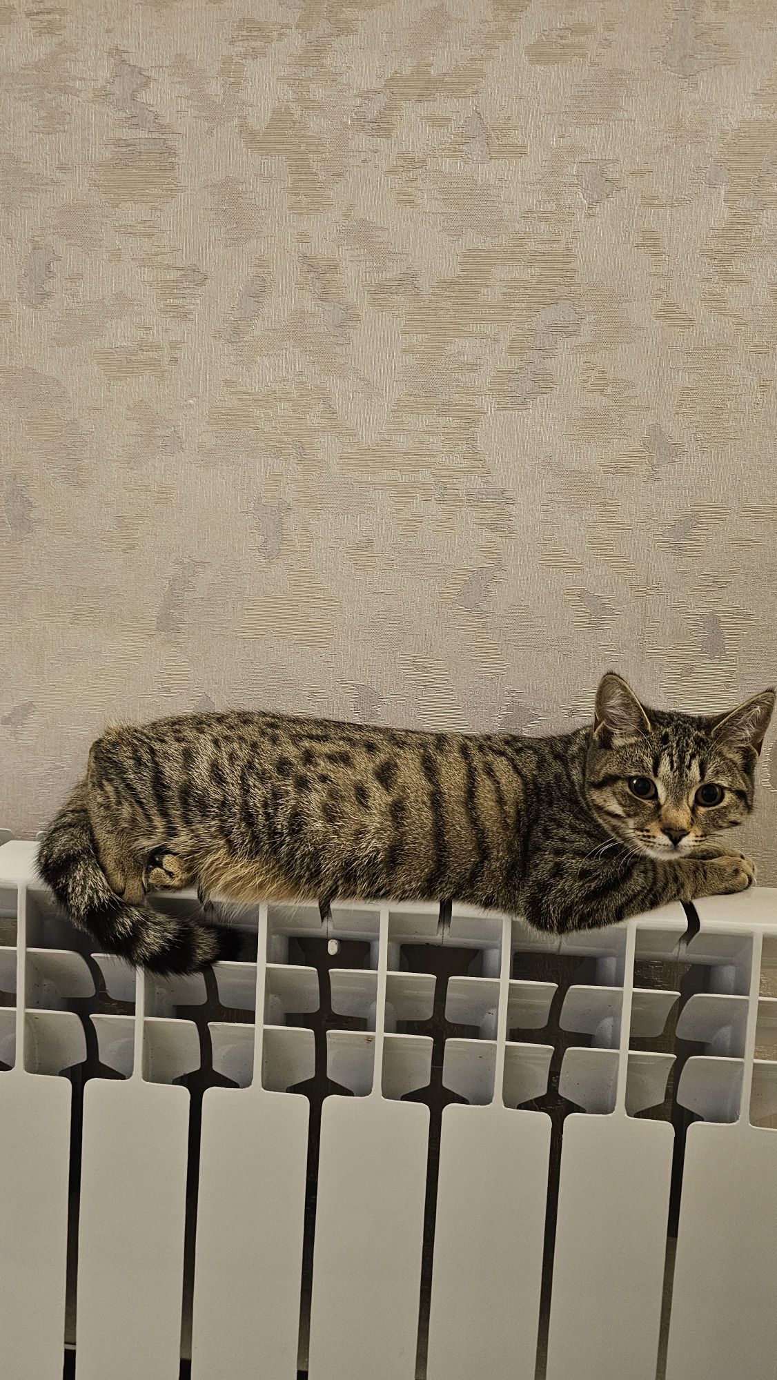 Отдам кошку даром. 9 мес.