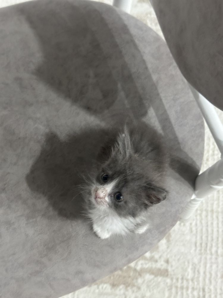 котенок в добрые руки