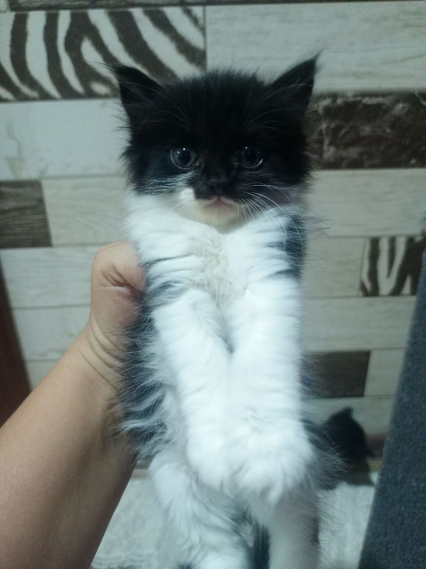 Котята бесплатно