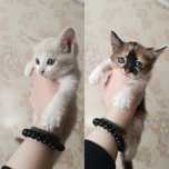 отдам котят в хорошие руки
