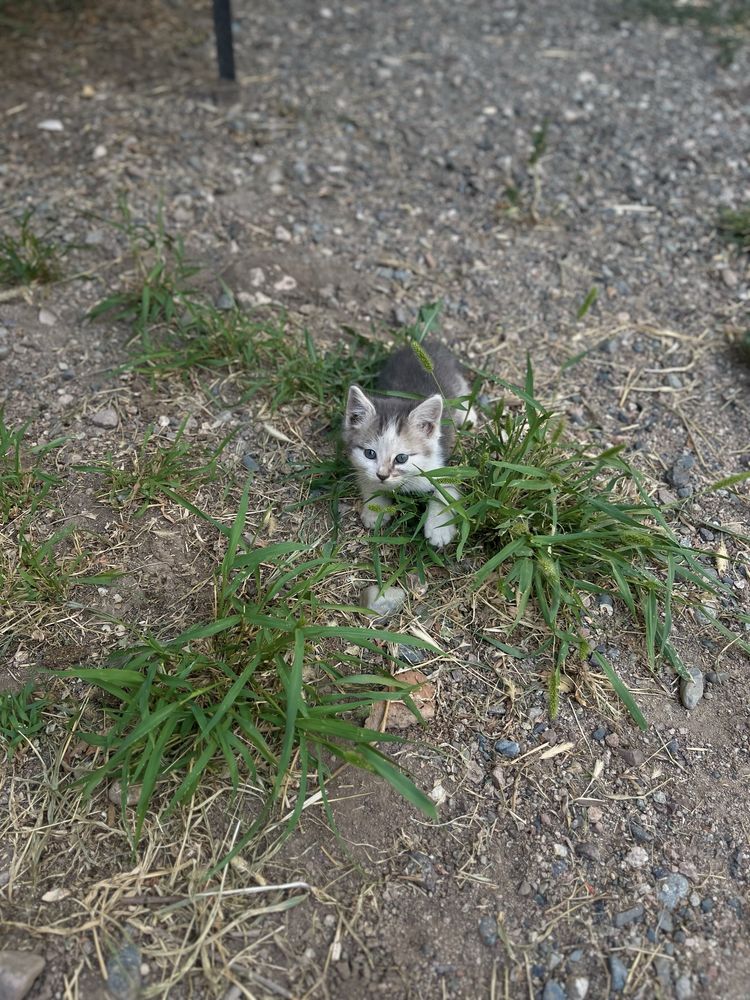Отдам котят в хорошие руки