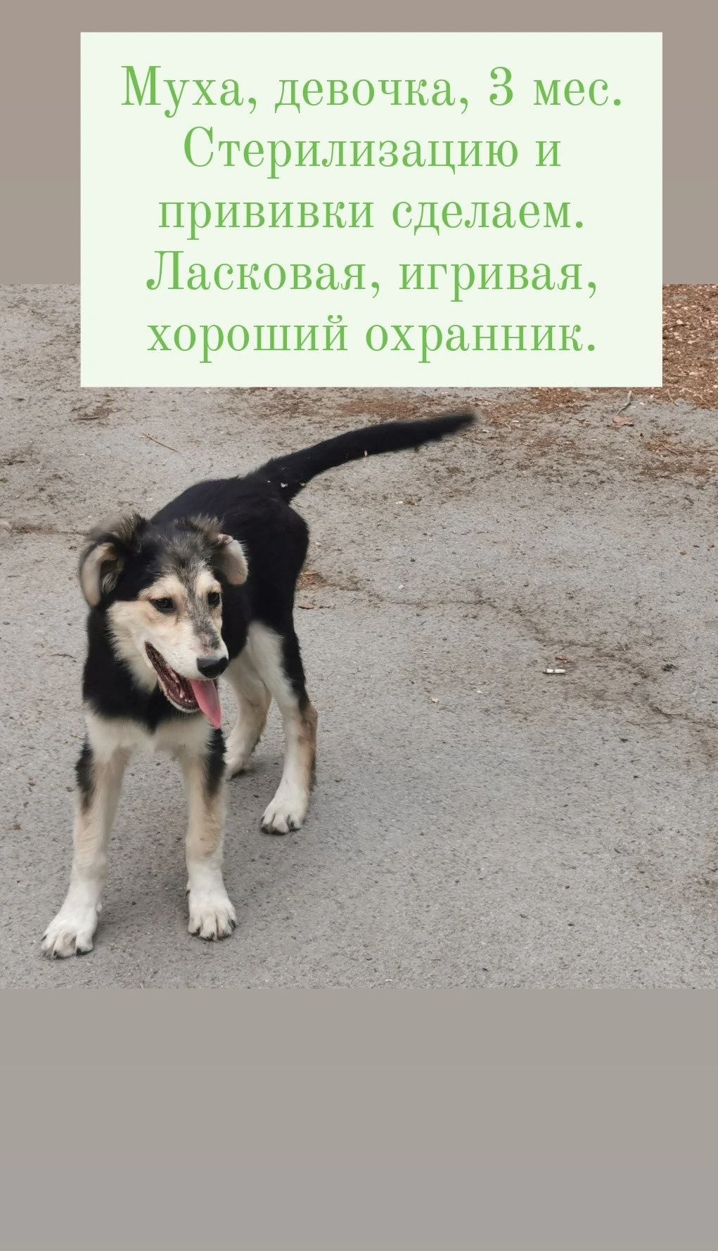 Щенки, девочки, 3 и 4.5 мес, красивые, чистые, ухоженные