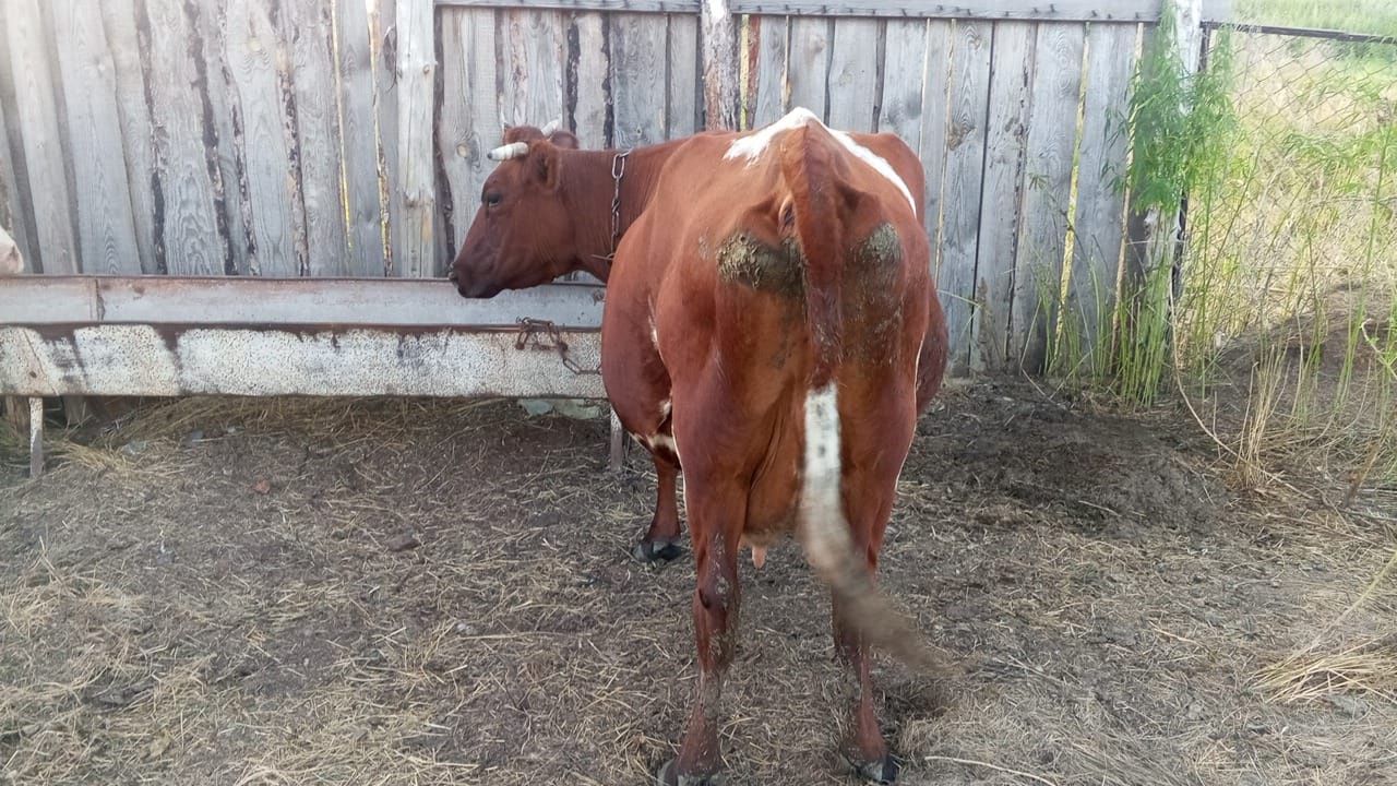 Продам Коров крс