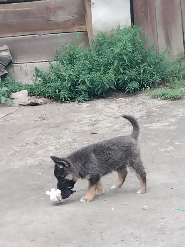 Отдам щенка девочку, не породистая