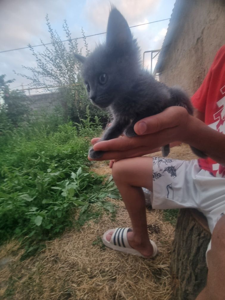 Продам срочно хороший котёнок