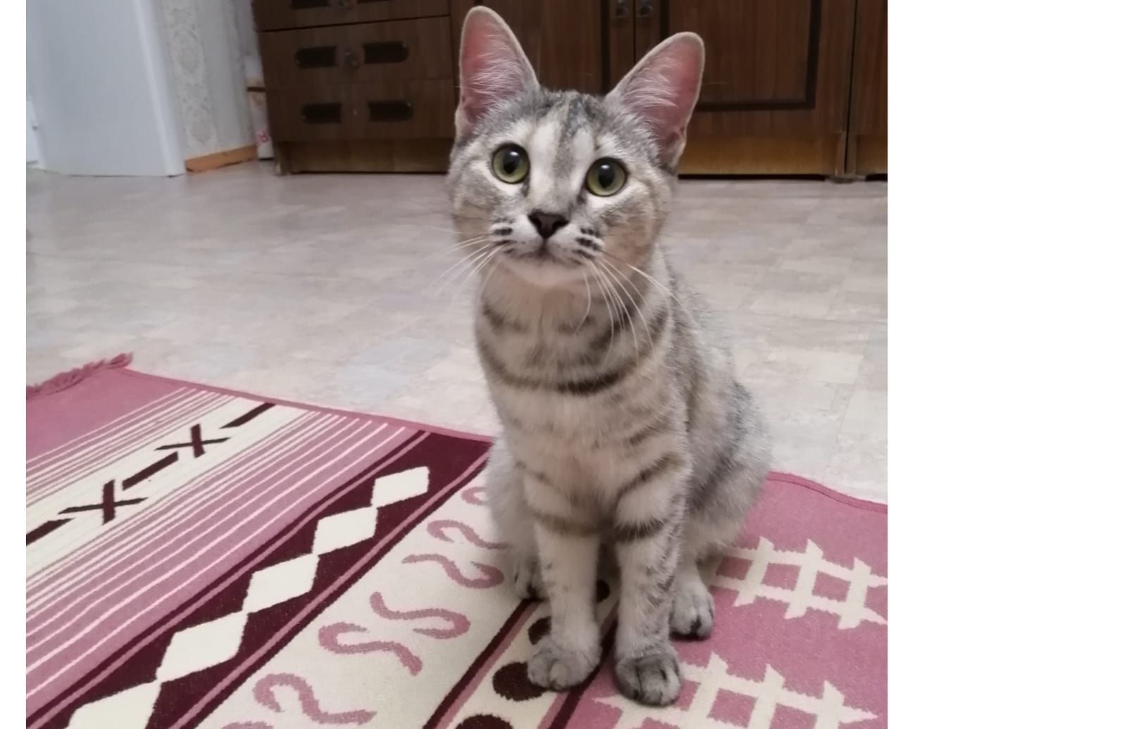 Полупородистая кошечка Сима.Стерелизована