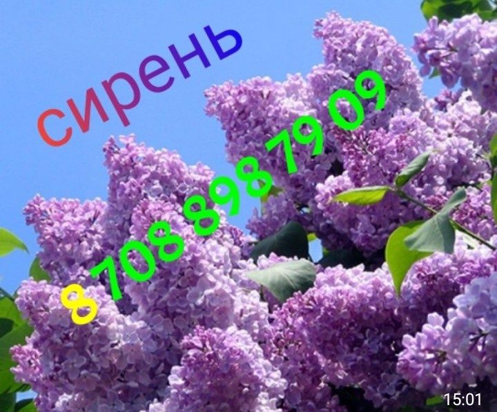 Саженцы - виноград, смородина, черная смородина, крыжовник, ежевика, в