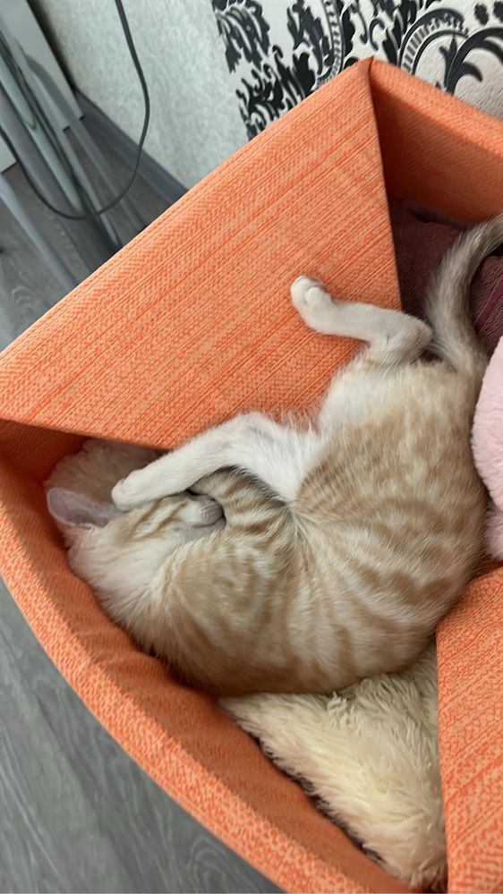 Отдам в добрые руки рыжего кота