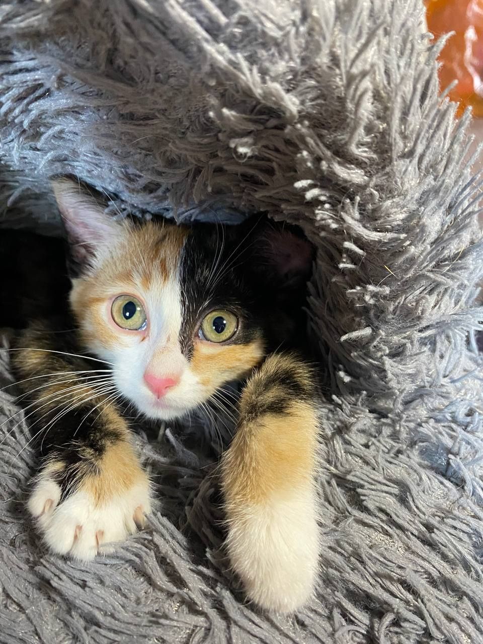 Молоденькая кошечка ищет дом