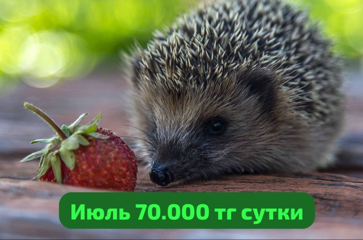 Сдается посуточно 3х комнатный  дачный домик на 11 человек
