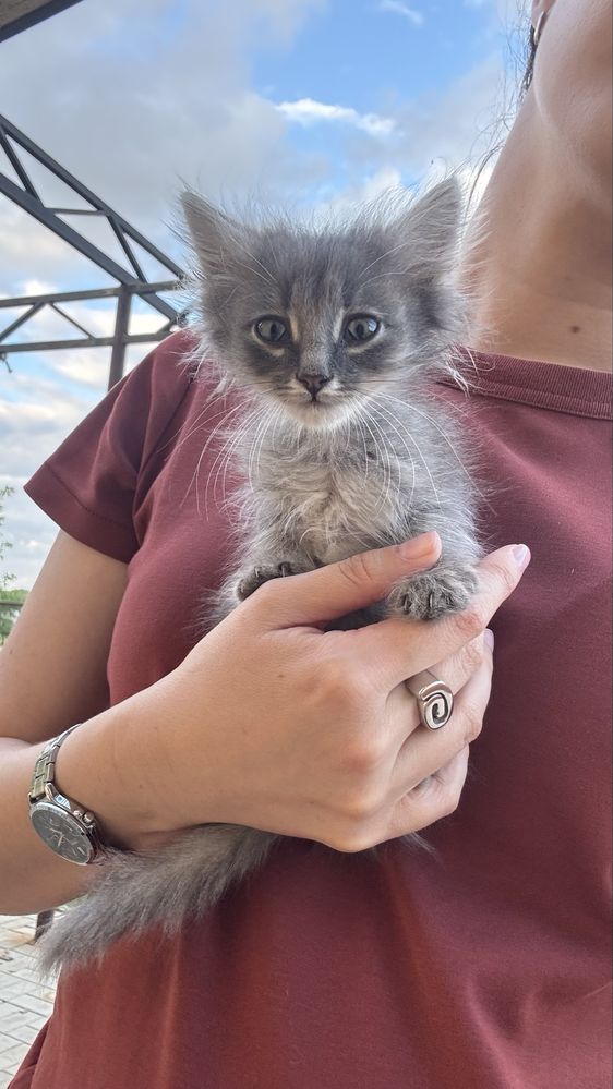 Котята бесплатно