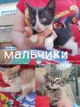 Отдам котят мальчики