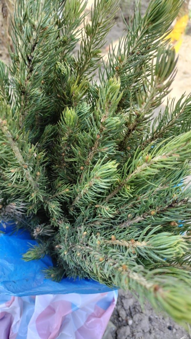 Саженцы хвойных и лиственых ,сеенцы голубой Ели