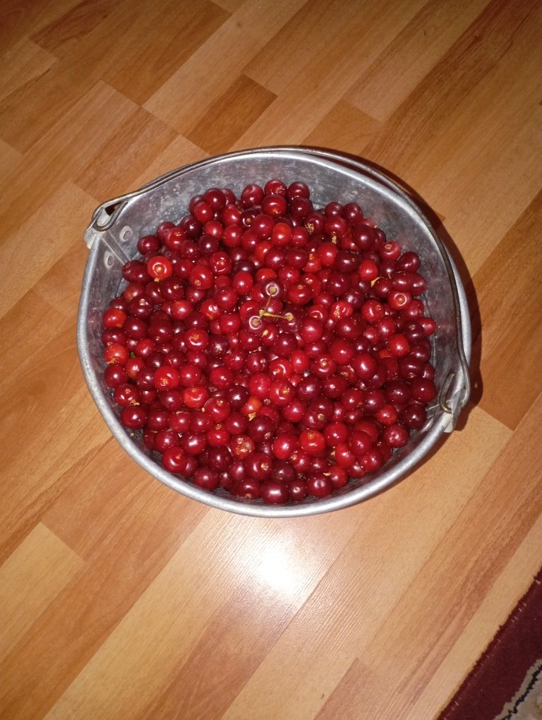 Вишня Алматинка свежий