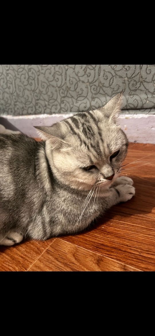 Кошка бесплатно Кошка бесплатно