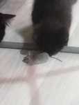 котята мышеловы. ,добрым людям