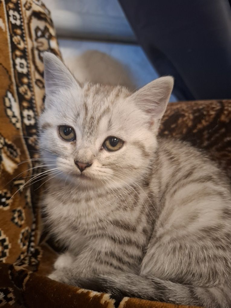 Продам породистого котенка. Девочка