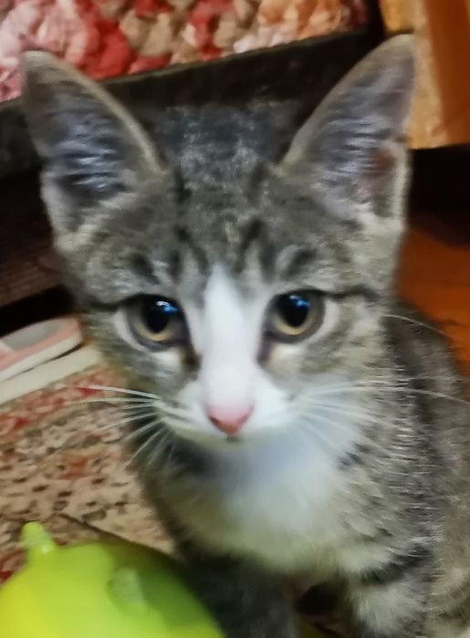 Котенок в добрые руки