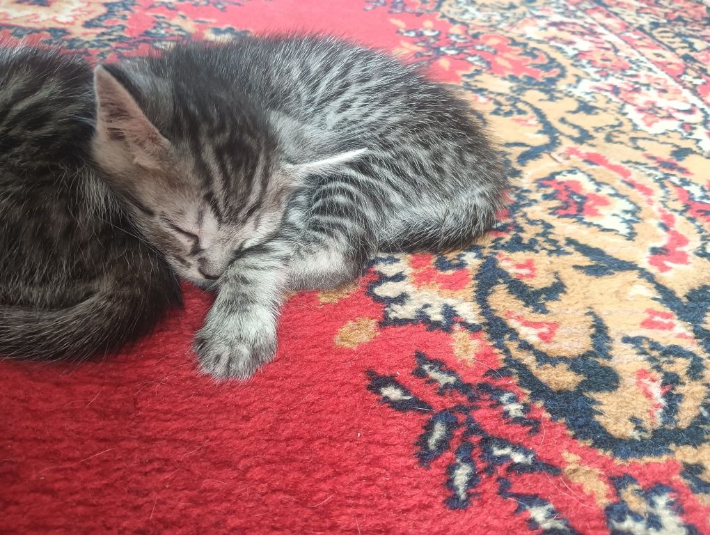 Котята котята...