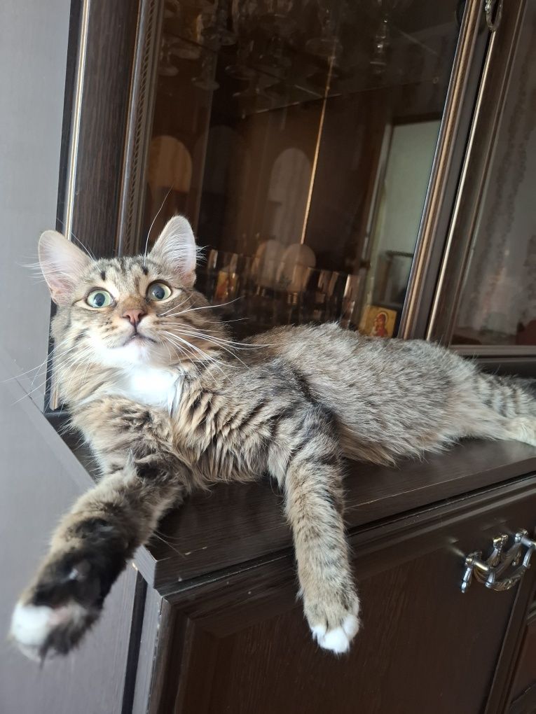 Шикарный молодой котик