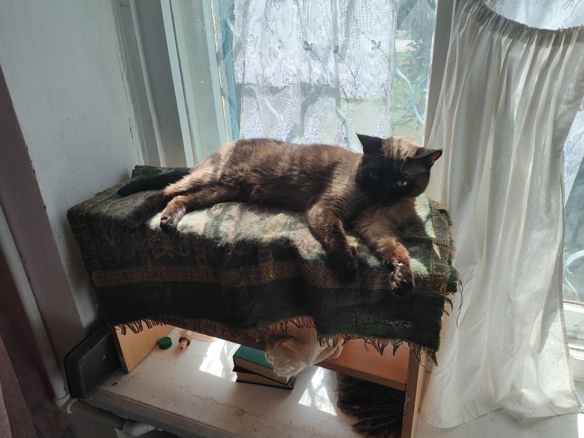 Кот сиамский, кастрирован