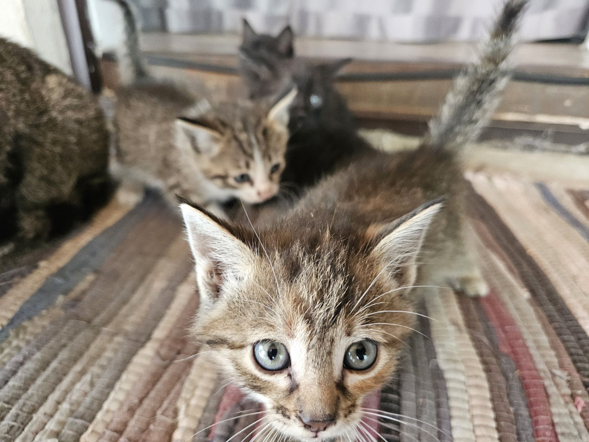 Отдам котят!э в добрые руки!