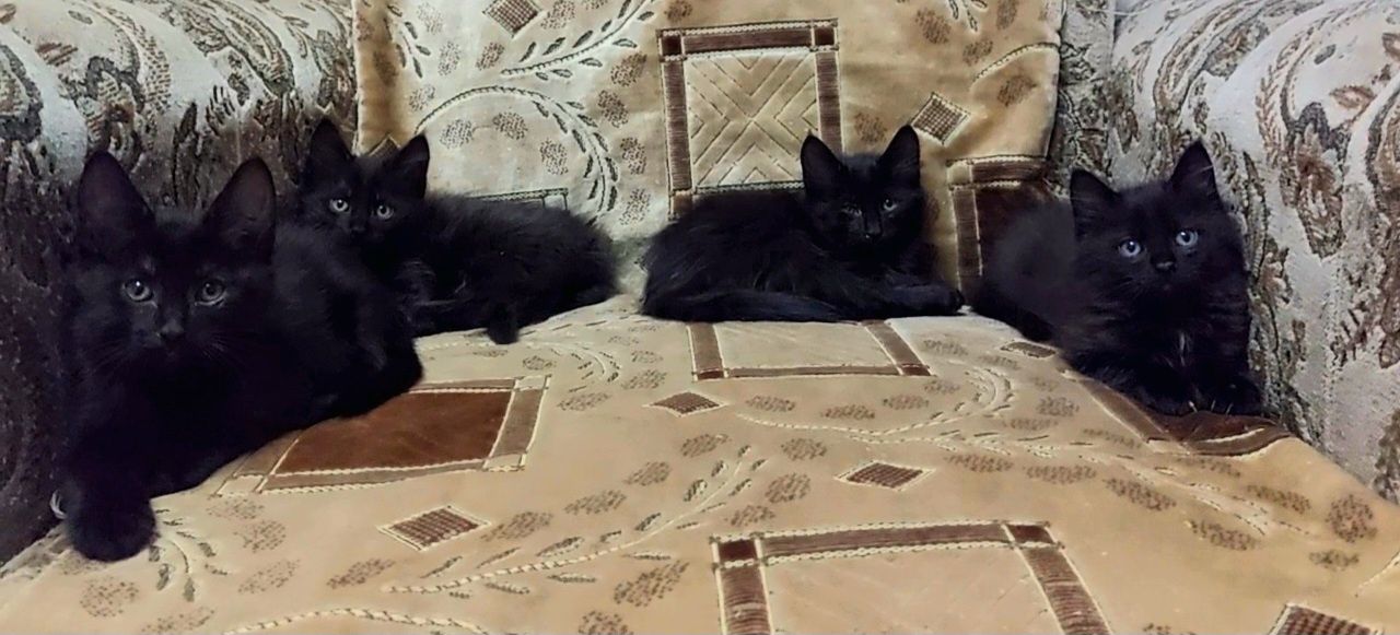 Котята МейнКун (ПОМЕСЬ)