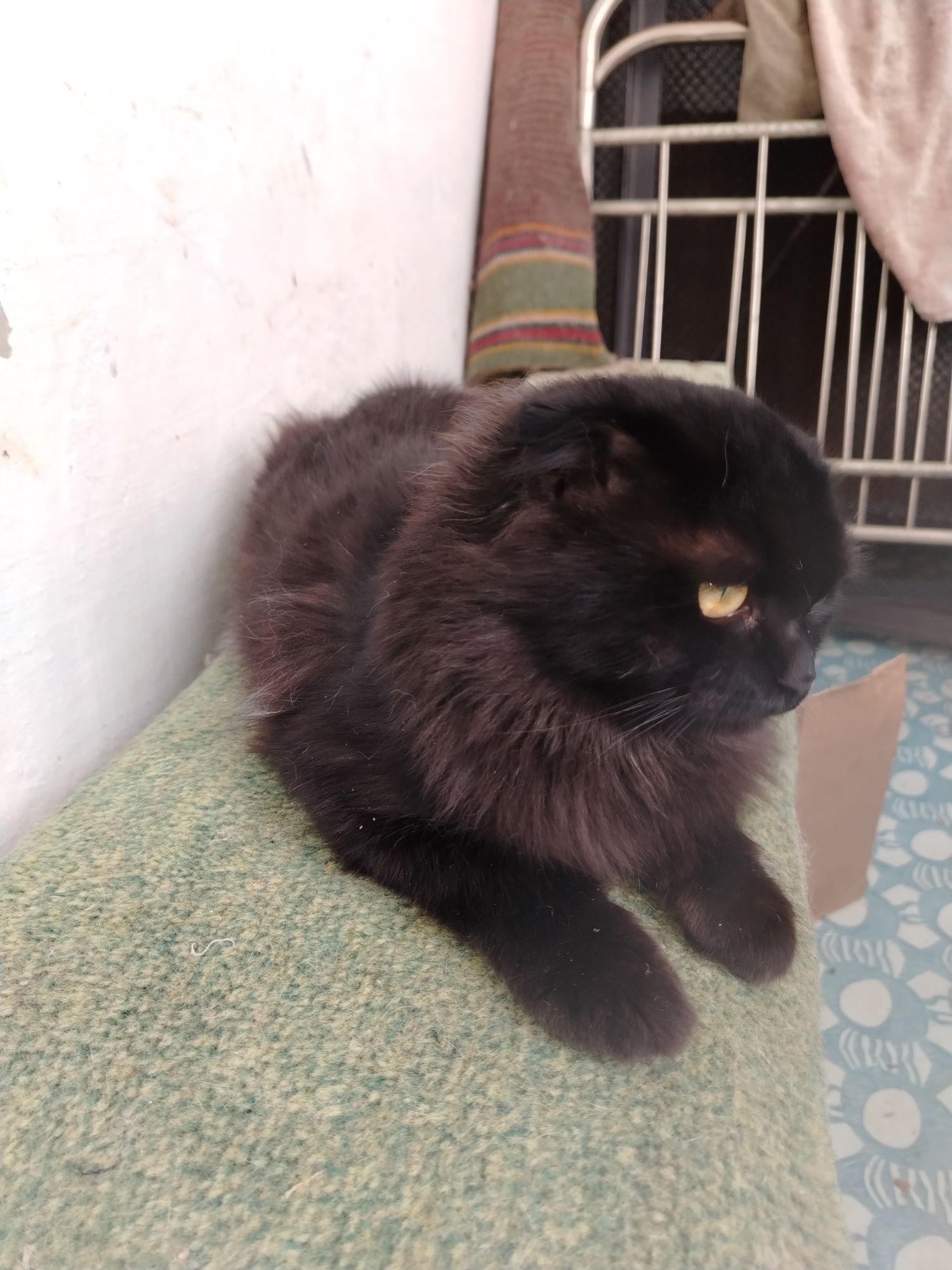 Молодой котик подросток шиншилла, вислоухий