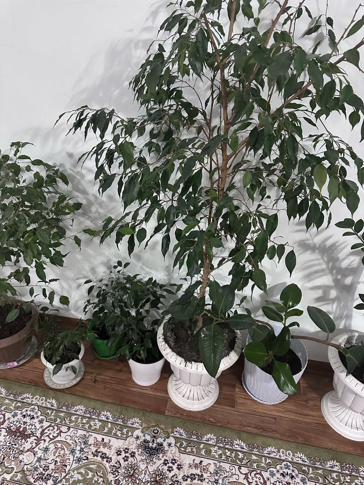 Продам Комнатные цветы
