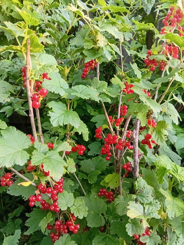 Продам красную смородину