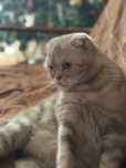 Ищу дом для любимой кошки