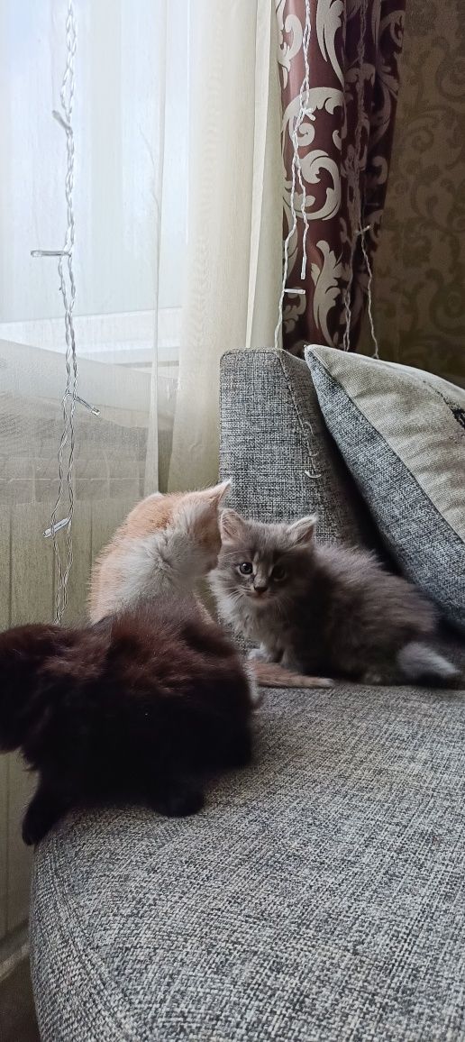 Отдам котят в добрые руки